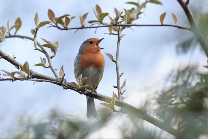 Oiseau assis sur une branche