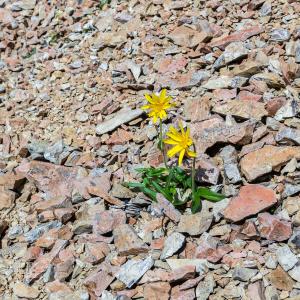 Small plant growing rocks