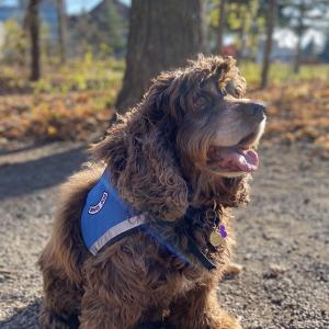 Mocha est le premier chien d’assistance à faire un séjour à l’unité d’hospitalisation du Royal avec sa maîtresse.