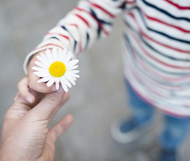 Un enfant offre une fleur à un adulte