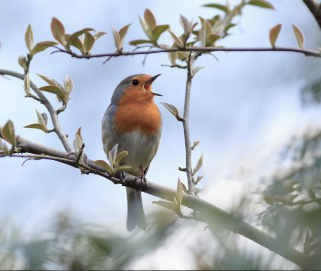 Bird perched on tree branch