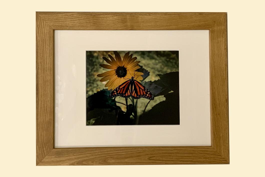 New Beginning Monarch, by Victoria Dalgleish (19” x 15”) | $150